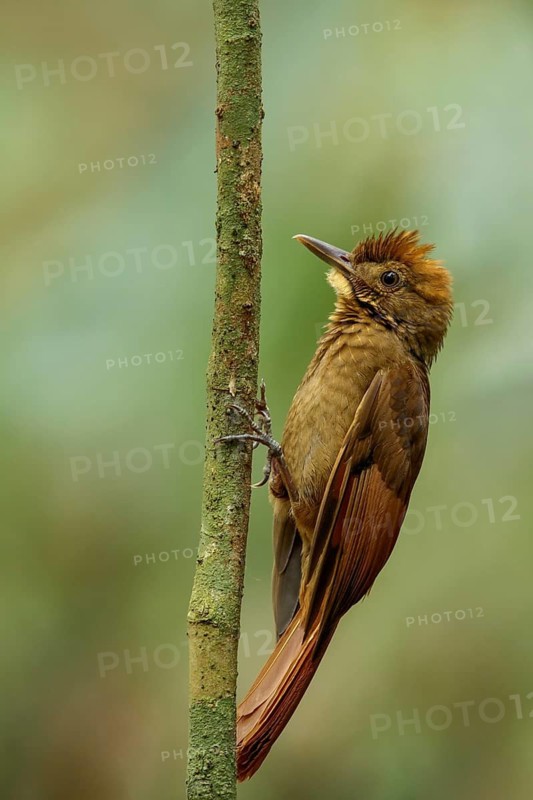 Tawny-winged Woodcreeper (Dendrocincla anabatina) perched on a branch in Guatemala in Central America