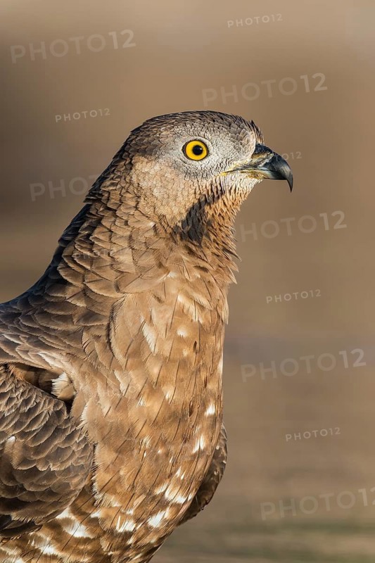 European Honey Buzzard (Pernis apivorus), Eilat, Israel