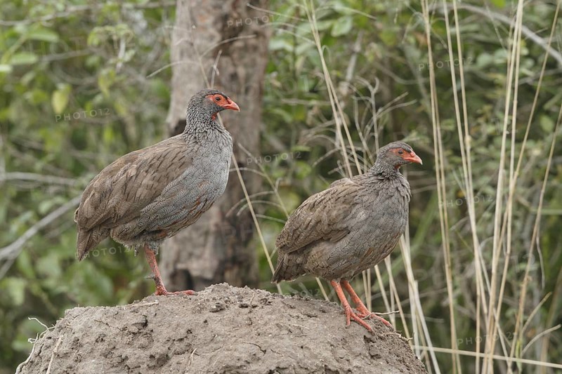 Red-necked Spurfowl (Pternistis afer) pair, Lake George, Uganda