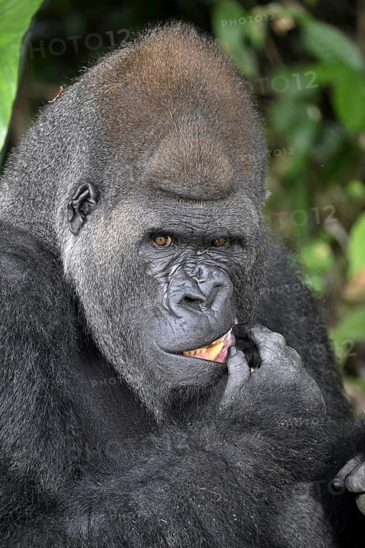 Western lowland gorilla (Gorilla gorilla gorilla) in the Réserve Lésio-Louna nature reserve, near Moembe, Plateau department, Republic of Congo