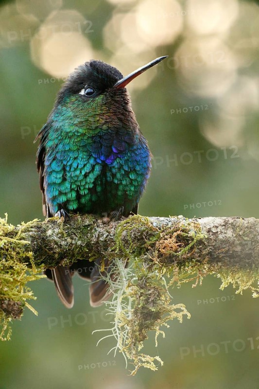 Fiery-throated Hummingbird (Panterpe insignis) perched on a branch, Costa Rica
