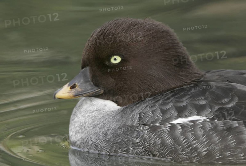 Common Goldeneye (Bucephala clangula) female, California, USA