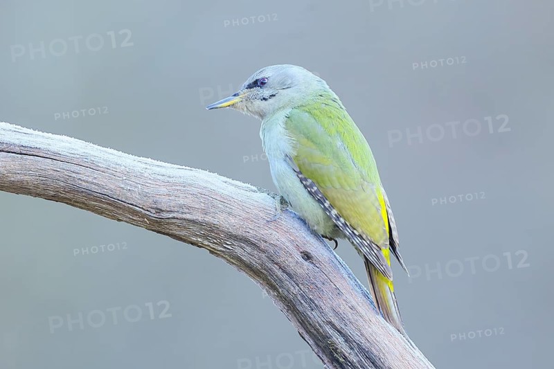Grey-headed Woodpecker (Picus canus), female sitting on an old branch in frost, Wildlife, Animals, Winter, Birds, Woodpeckers, Siegerland, North Rhine-Westphalia, Germany