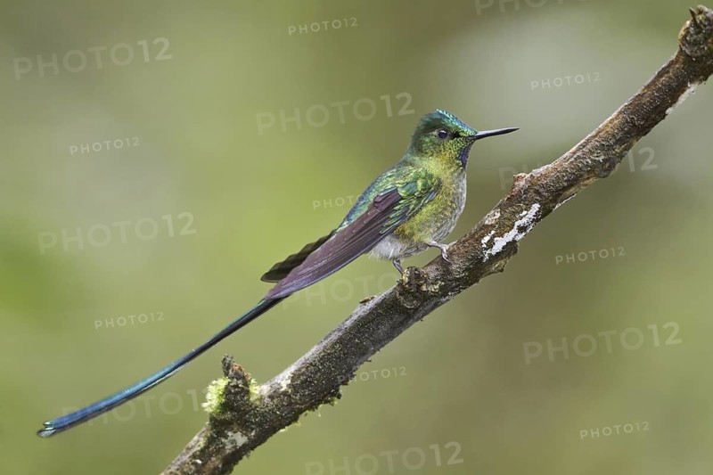 Long-tailed Sylph (Aglaiocercus kingii), Ecuador