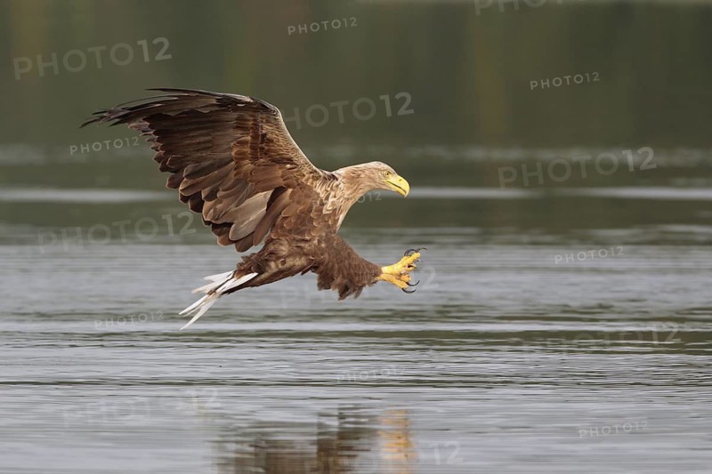 Seeadler; lat. Haliaeetus albicilla; Männchen im Flug dicht über der Wasseroberfläche mit vorgestreckten Fängen kurz vor dem Ergreifen einer Beute