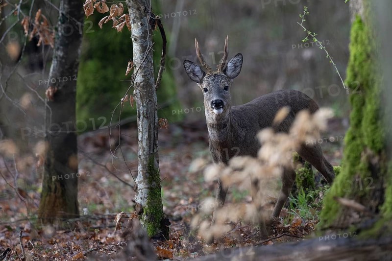 Roebuck in spring, Bitburg, Rhineland-Palatinate, Germany