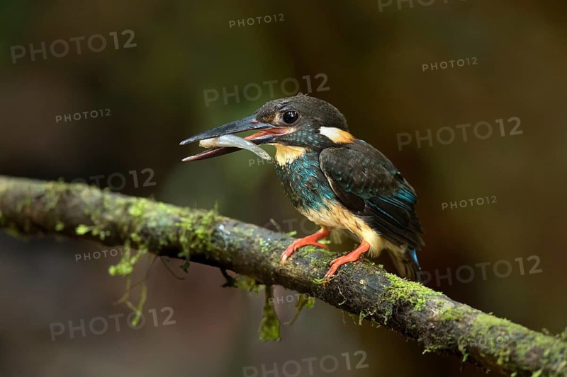 Blue-banded Kingfisher (Alcedo euryzona) male perched on a branch with fish prey in beak, Selangor, Malaysia