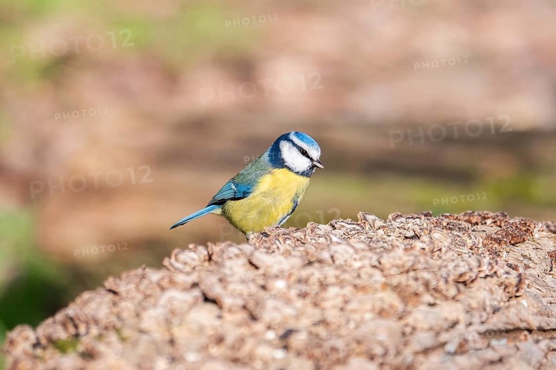 A vibrant Blue Tit, Cyanistes caeruleus, stands alert on a rough textured log, exhibiting its distinctive blue and yellow plumage against a soft, natural backdrop, captured in exquisite detail