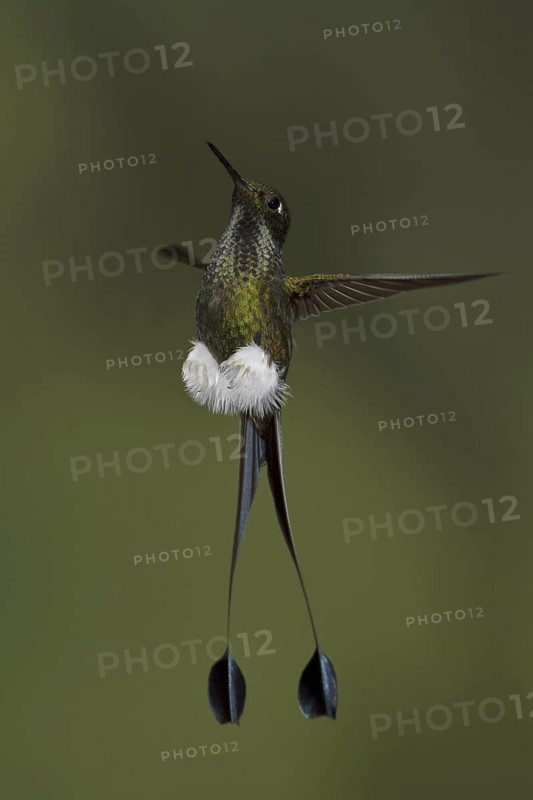 Booted Racket-tail (Ocreatus underwoodii), Ecuador