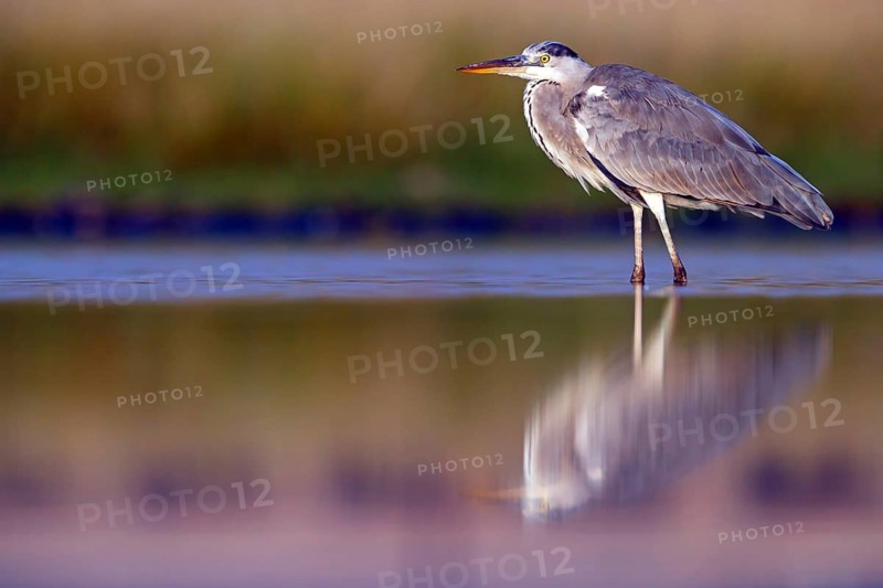 Great Egret, Heron, foraging, (Ardea cinerea) Salalah, Raysut, Dhofar, Oman