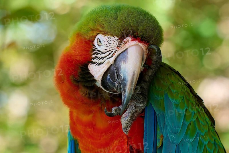 Lively parrot with colourful plumage in exotic surroundings, dark red macaw (Ara chloroptera), Orlando, Florida, USA