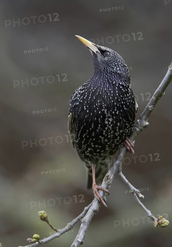 Common Starling (Sturnus vulgaris), Saxony, Germany