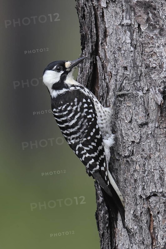 Red-cockaded Woodpecker (Leuconotopicus borealis), Florida, USA