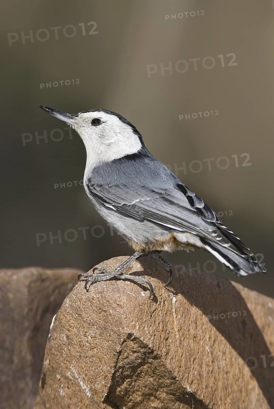 White-breasted Nuthatch (Sitta carolinensis), Arizona, USA