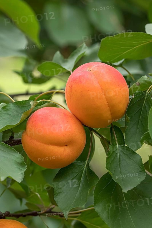 Apricot (Prunus armeniaca 'Kioto'), ZALF Müncheberg