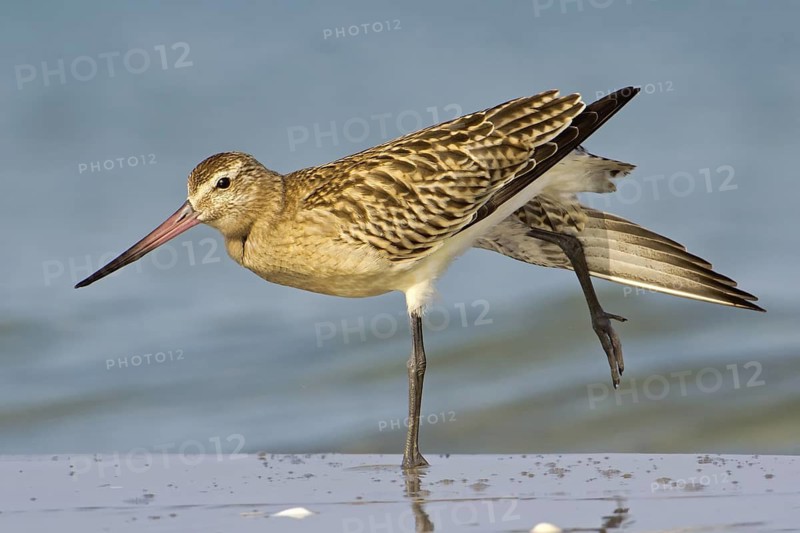 Bar-tailed Godwit (Limosa lapponica), Mecklenburg-Western Pomerania, Germany