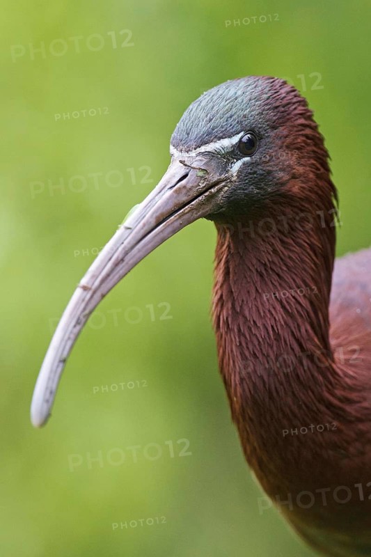Glossy Ibis (Plegadis falcinellus), Asturias, Spain