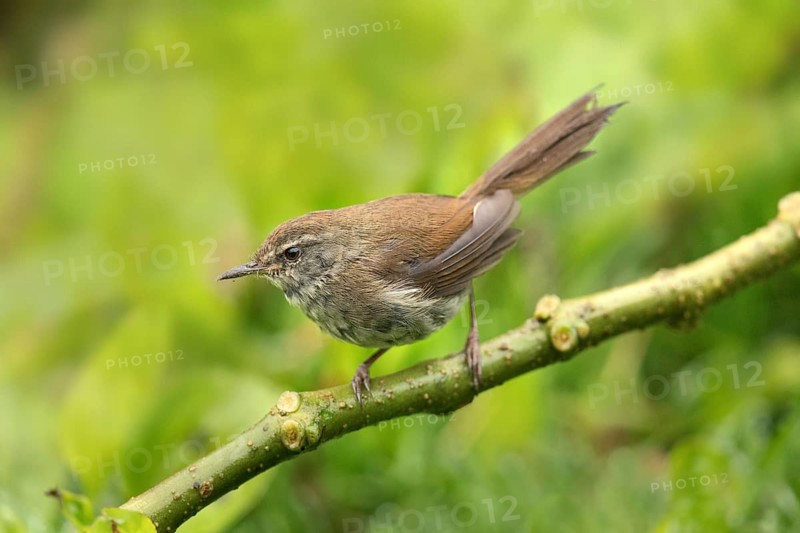 Müllerbuschsänger (Horornis vulcanius) perched on a branch, Sabah, Malaysia
