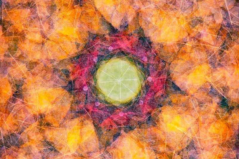 A detailed collage featuring an array of autumn leaves in warm hues, arranged in a circular pattern. The mix of yellow, red, and orange creates a vibrant display