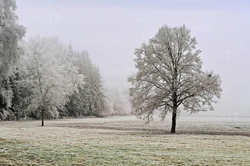 Tree and forest in hoarfrost, Schlatt, Lindenberg, Freiamt, Canton of Aargau, Switzerland