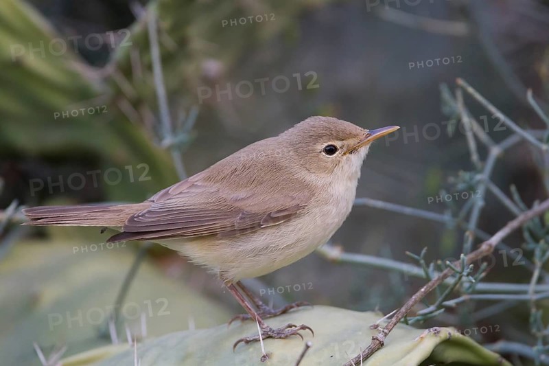 Eastern Olivaceous Warbler - Blassspoetter - Iduna pallida ssp. reiseri, Morocco
