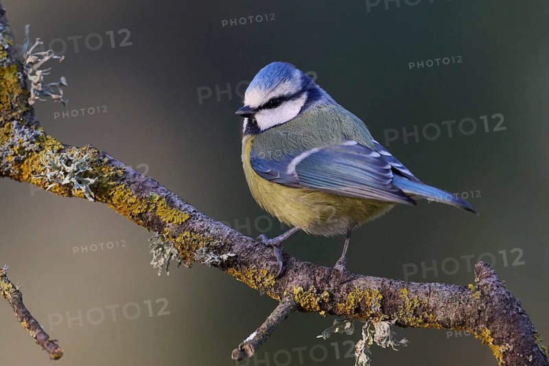 A vibrant eurasian blue tit, Cyanistes caeruleus, perched on a lichen-covered branch, displaying its colorful plumage The blurred green background enhances the natural setting and tranquility