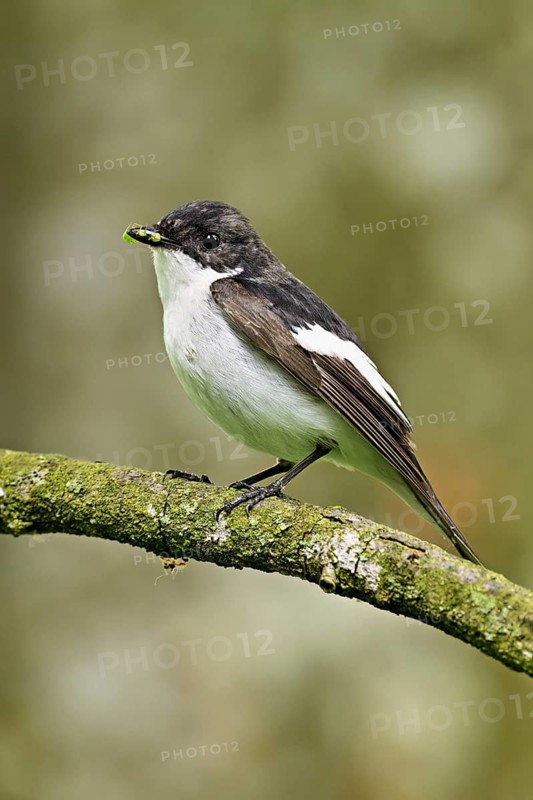 Pied Flycatcher (Ficedula hypoleuca), male sitting on a branch with insects in his beak, Canton Zug, Switzerland
