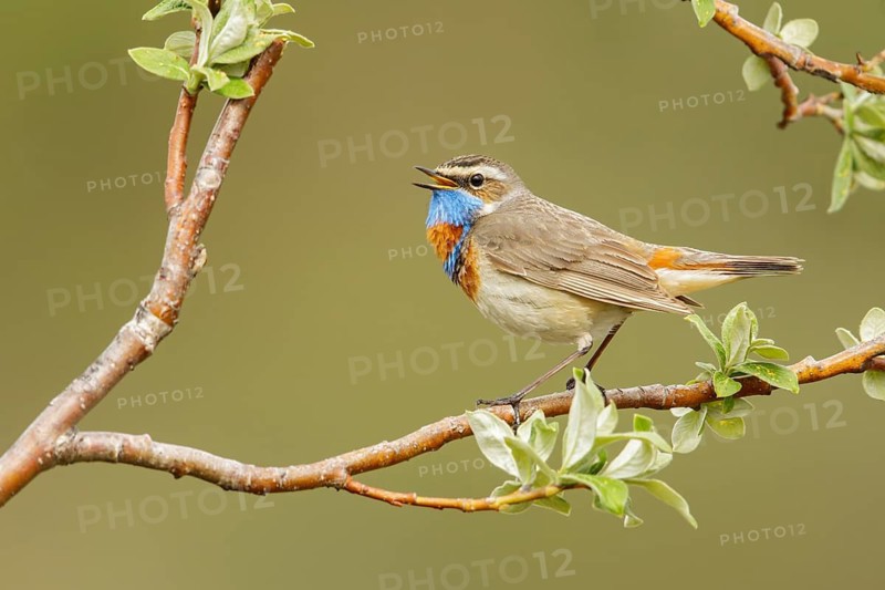 Bluethroat (Luscinia svecica) perched on a branch in Nome, Alaska