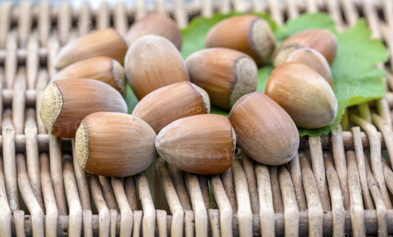 Hazelnut (Corylus 'Gunslebener Zellernuss'), An den Dorfwiesen 9, Laußnitz, Saxony, Germany