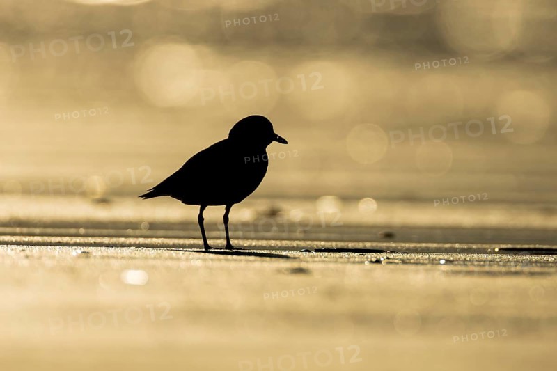 Ringed plover (Charadrius hiaticula) adult wading bird on a beach silhouette at sunset, Norfolk, England, United Kingdom