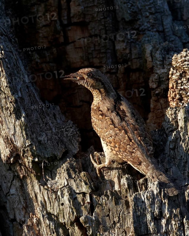 Eurasian Wryneck (Jynx torquilla) male at breeding cavity with ant eggs in beak, Mecklenburg Western-Pomerania, Germany