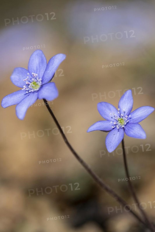 Liverwort (Hepatica nobilis), North Rhine-Westphalia, Germany