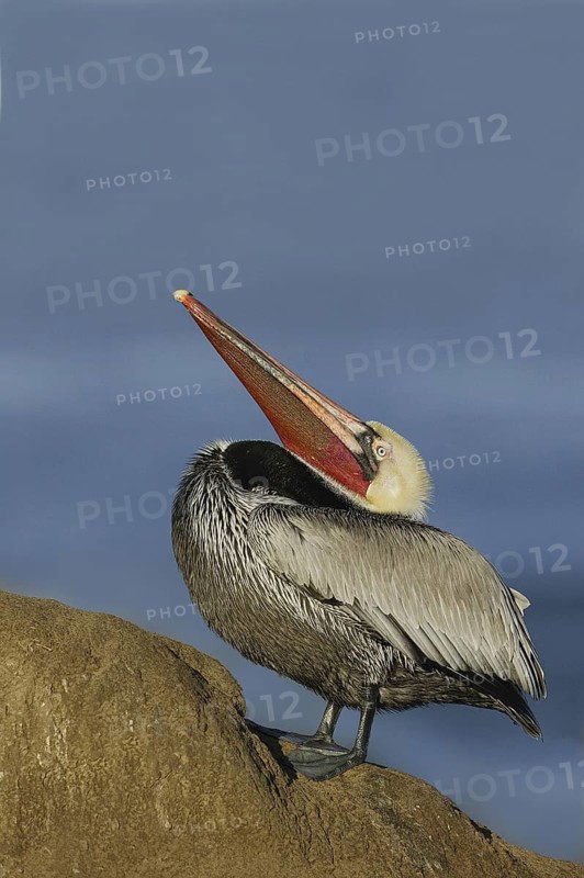 Brown Pelican (Pelecanus occidentalis), California, USA