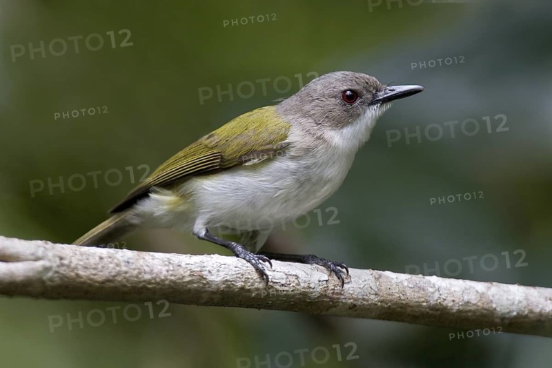 Green-backed Gerygone (Gerygone chloronota), Darwin, Northern Territory, Australia