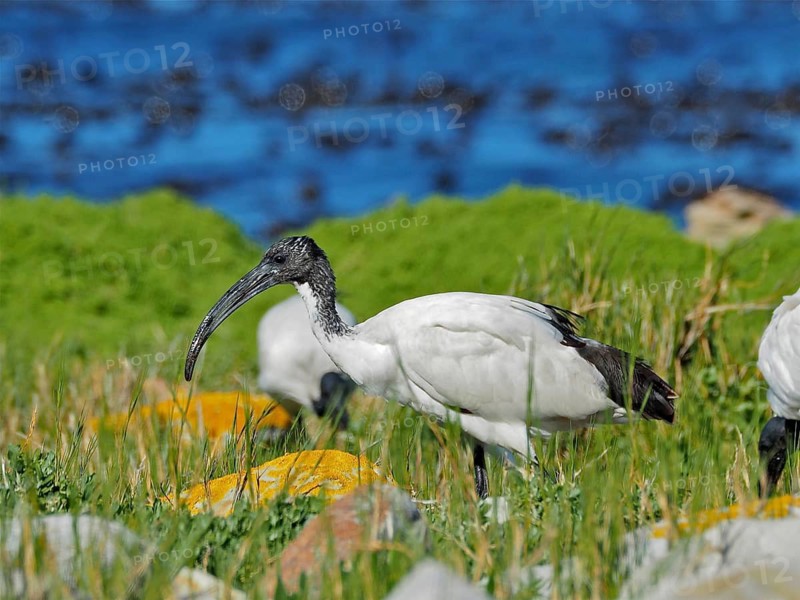 African sacred ibis (Threskiornis aethiopicus)