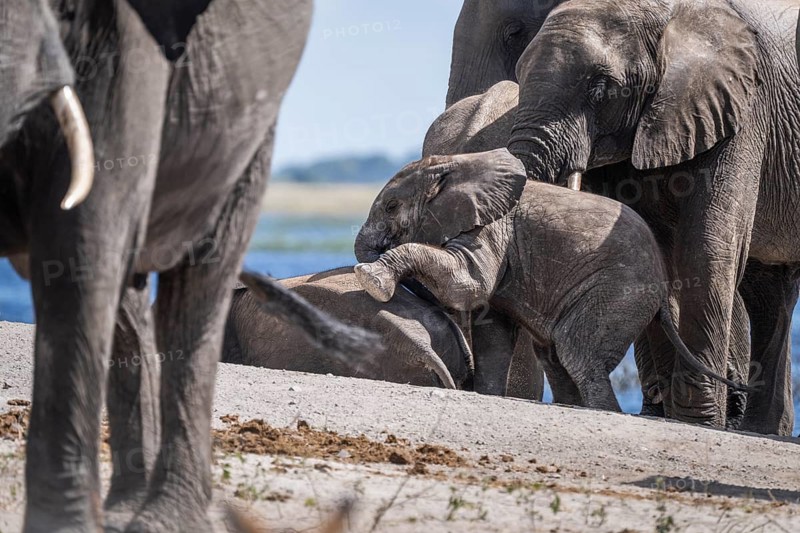 Baby elephant (Loxodonta africana) crawling onto another young elephant surrounded by the elephant herd. Chobe National Park, Botswana