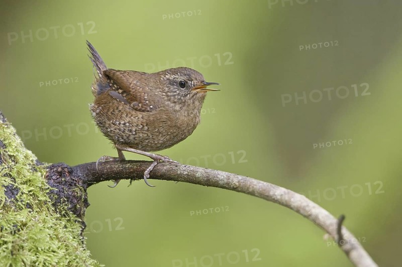 Pacific Wren (Troglodytes pacificus) singing, British Columbia, Canada