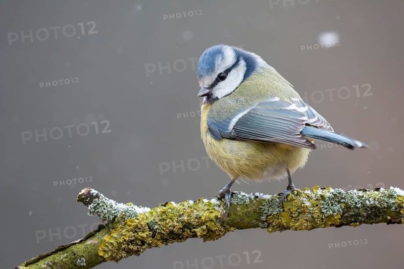 Eurasian Blue Tit (Cyanistes caeruleus) perched on a branch, Lower Saxony, Germany