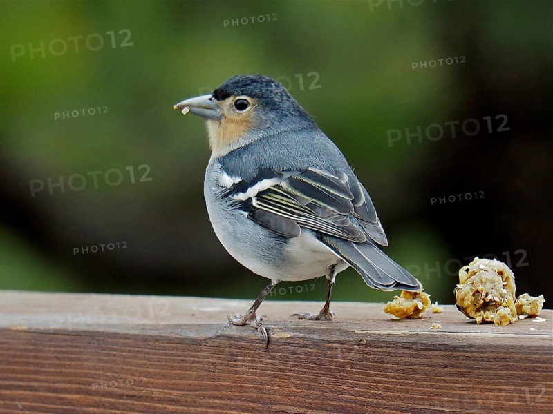 La Palma chaffinch (Fringilla coelebs palmae)