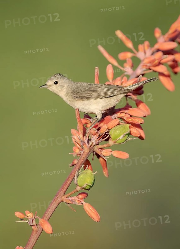 Lucy's Warbler (Leiothlypis luciae) perched on a flowering branch, Arizona, USA
