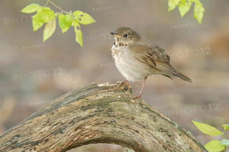 Grey-cheeked Thrush (Catharus minimus) perched on a log, Texas, USA