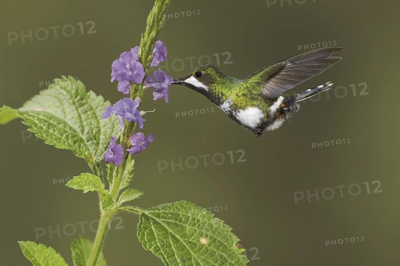 Black-bellied Thorntail (Discosura langsdorffi), Ecuador