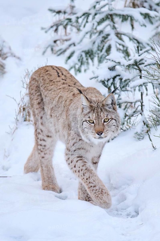 Eurasian lynx (Lynx lynx) walking in a snowy forest in winter, Bavaria, Germany