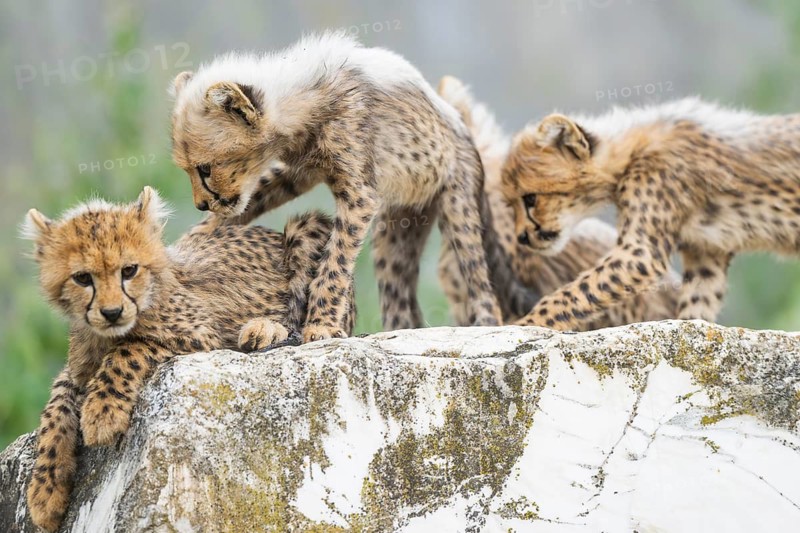 Cheetah (Acinonyx jubatus) youngsters playing with each other, captive, occurrence Africa