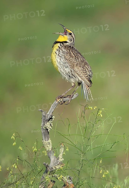Western Meadowlark (Sturnella neglecta) singing, Colorado, USA