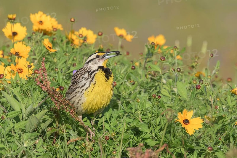 Eastern Meadowlark (Sturnella magna) with insect in beak, Texas, USA