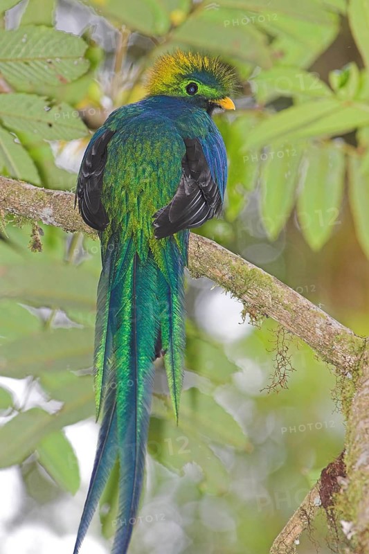 Resplendent Quetzal (Pharomachrus mocinno), Costa Rica