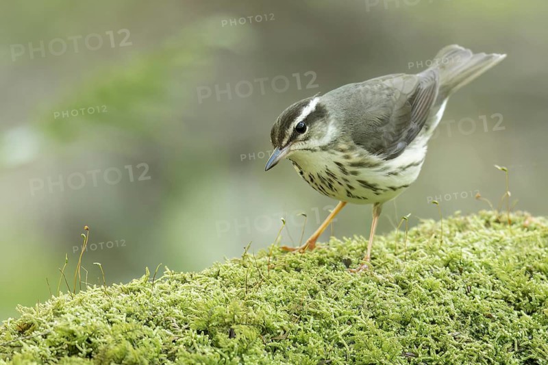 Louisiana waterthrush (Parkesia motacilla) perched on a branch in Ontario, Canada
