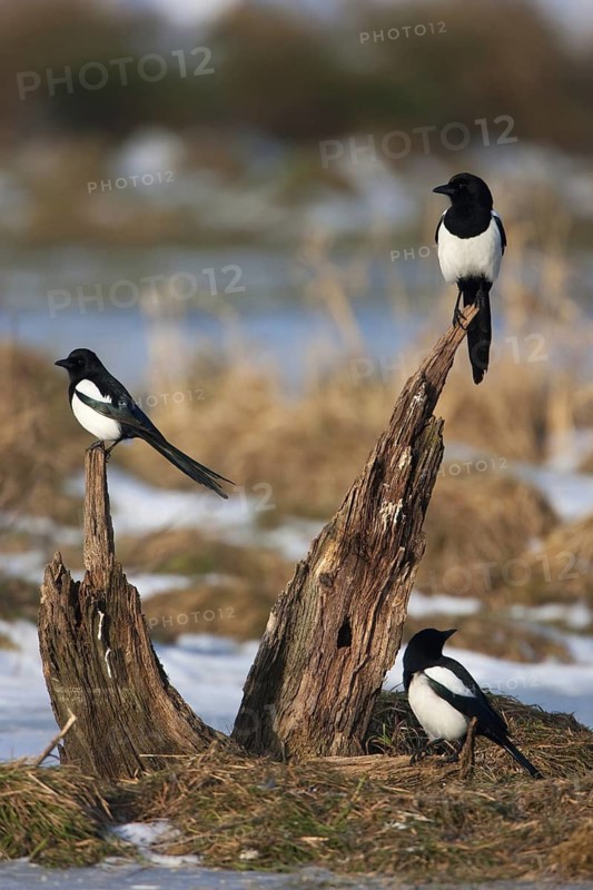 Eurasian Magpie (Pica pica), Mecklenburg-Western Pomerania, Germany