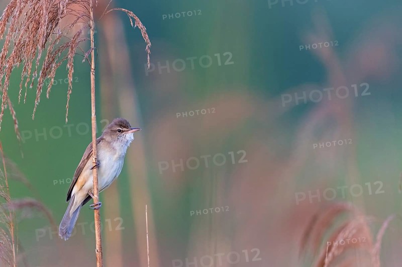 Reed warbler, (Acrocephalus arundinaceus), reedbed perch, biotope, habitat, animals, birds, songbird, reed warbler genus, Lobau, Vienna, Donaustadt, Vienna, Austria